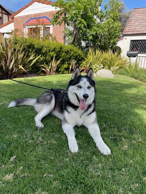 Reviews about dog